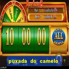 puxada do camelo jogo do bicho